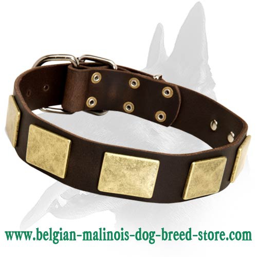 Leather Collar with vintage massive brass plates for Belgian Malinois