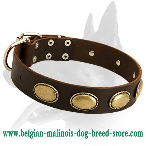 High Quality Leather Collar with oval plates for Belgian Malinois