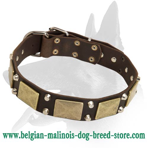Wide Leather Collar with Nickel Pyramids for Belgian Malinois