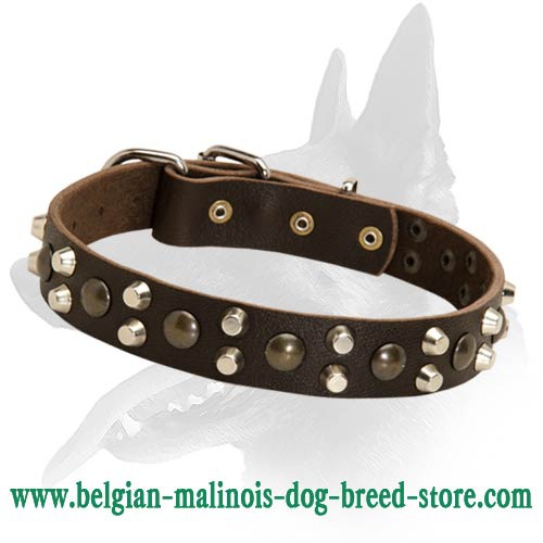 Leather Collar with studs for Belgian Malinois