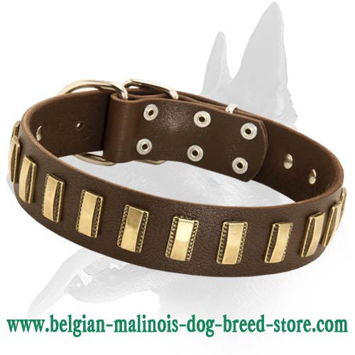 Dazzling Leather Collar with brass plates for Belgian Malinois