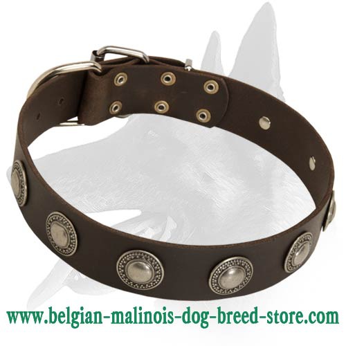 Leather Collar with silver conchos for Belgian Malinois