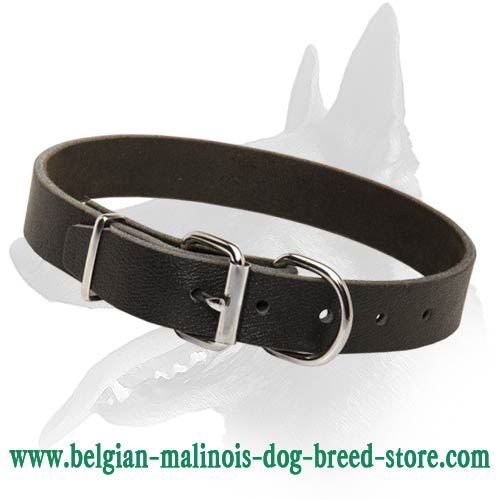 Everyday Leather Collar for Belgian Malinois