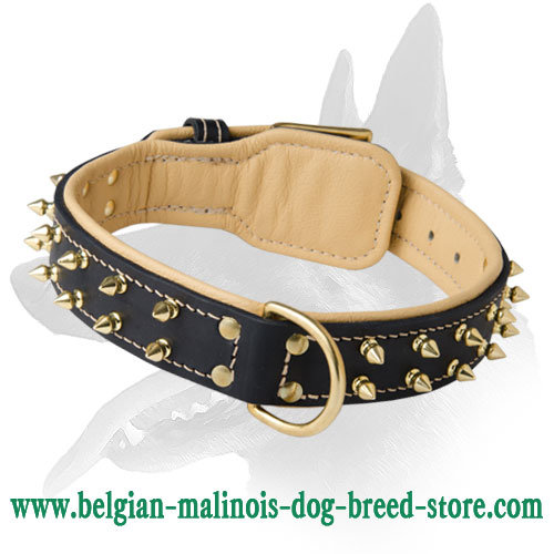 Royal Nappa Padded Leather Collar With Brass Spikes