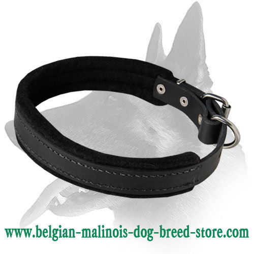 Premium Belgian Malinois Padded Leather Collar