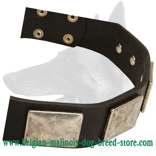 Handcrafted Leather Collar with Vintage Massive Plates for Belgian Malinois