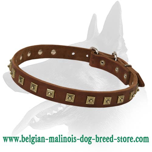 Studded Leather Collar for Belgian Malinois
