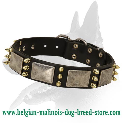 Exclusive Wide Leather Collar for Belgian Malinois