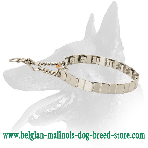 Buy Belgian Malinois Dog Collar