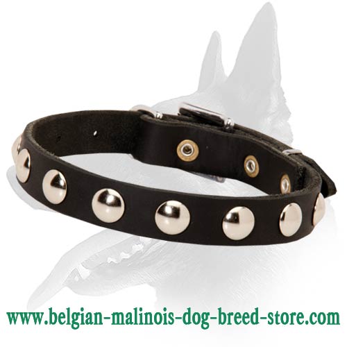 New Striking Leather Collar for Your Belgian Malinois