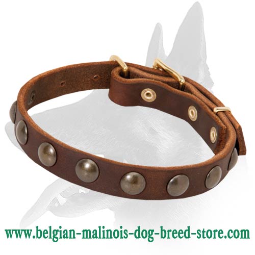 New Unbelievable Studded Leather Collar for your Belgian Malinois