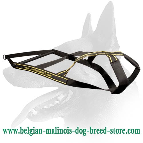 Belgian Malinois Weight Pulling Dog Harness