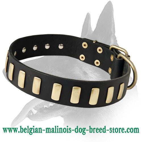 Fabulous Wide Leather Collar with Plates for Belgian Malinois