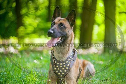 Handcrafted Studded Leather Harness for Belgian Malinois