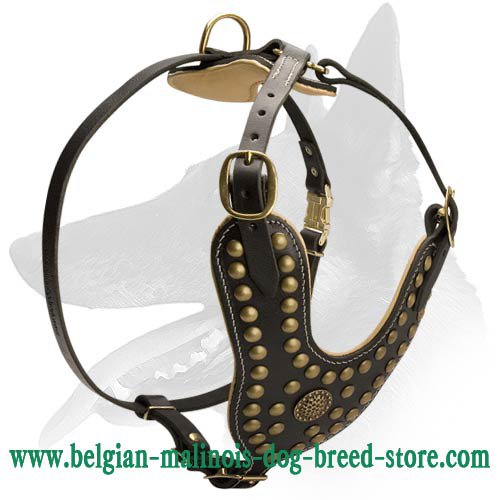 Exclusive Design Studded Leather Harness for Belgian Malinois