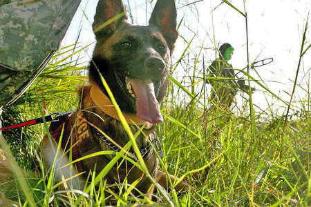 Marcus Bate's dog - Davy Belgian Malinois Davy in Afghanistan