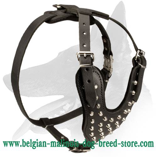Gorgeous Leather Harness with pyramids for Belgian Malinois