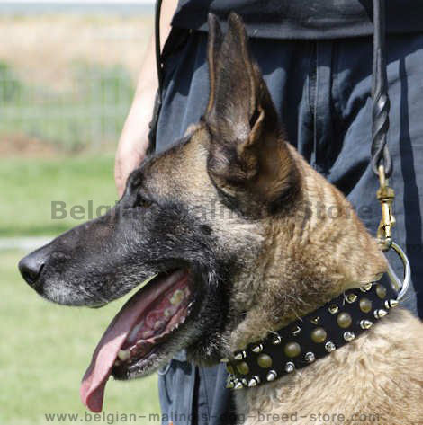 3 Rows Leather Spiked  and Studded Dog Collar for Belgian malinois dog