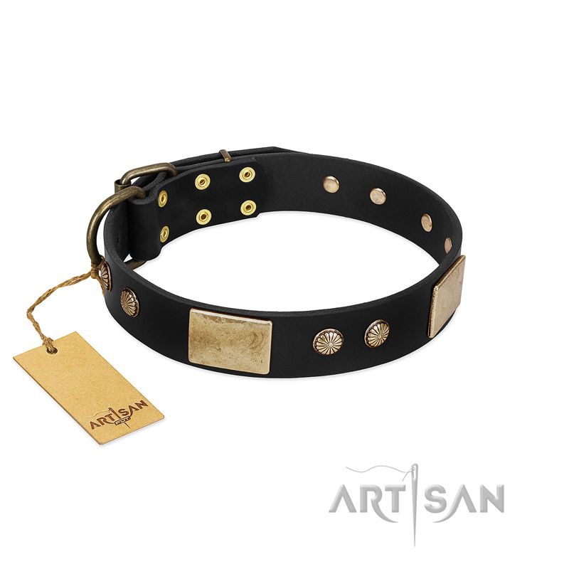 "Antique Gloss" FDT Artisan Black Leather Belgian Malinois Collar with Bronze-like Plates and Small Studs