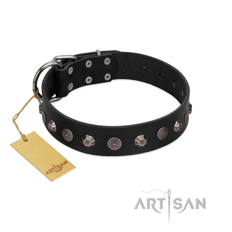 "Black Knight" Handmade FDT Artisan Black Leather Belgian Malinois Collar with Silver-Like Studs
