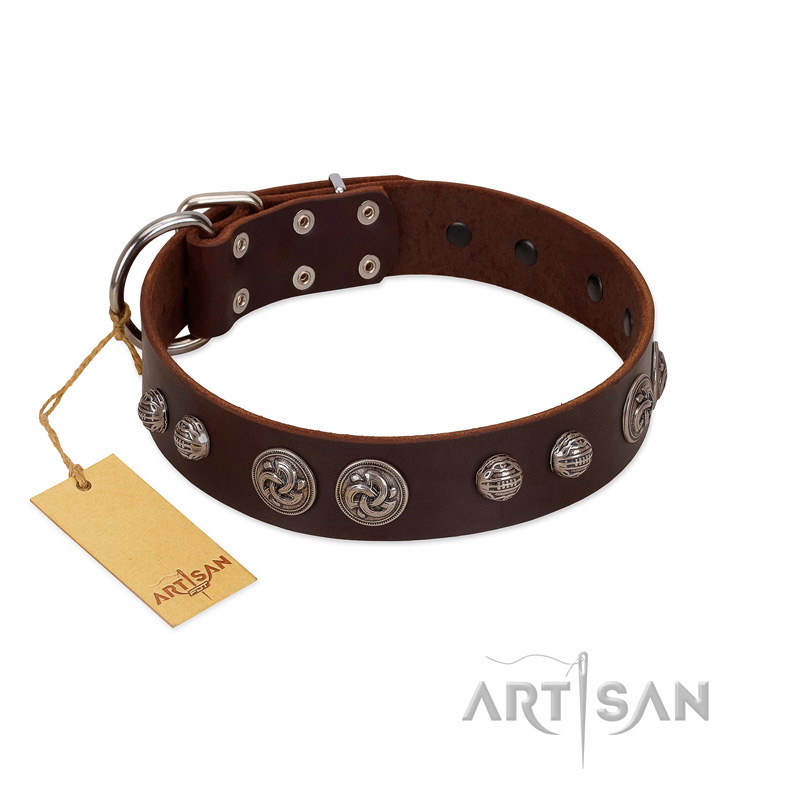 "Choco Brownie" FDT Artisan Brown Leather Belgian Malinois Collar Adorned with Silver-Like Conchos