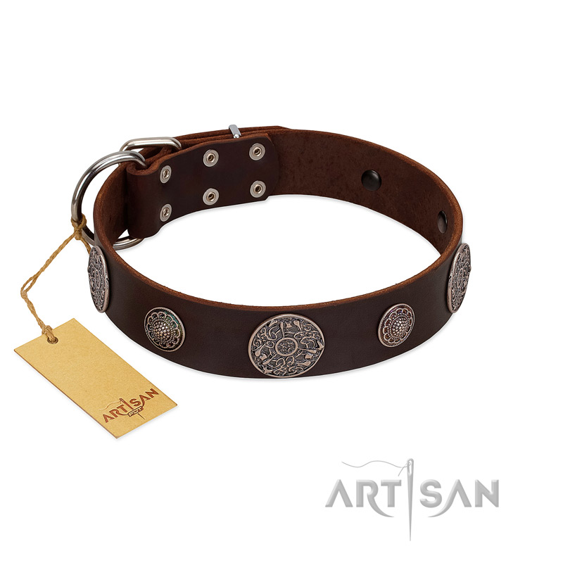 "Flashy Woof" FDT Artisan Brown Leather Belgian Malinois Collar with Chrome Plated Brooches