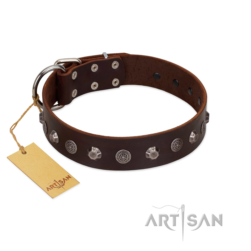"Dark Chocolate" Handmade FDT Artisan Brown Leather Belgian Malinois Collar with Studs