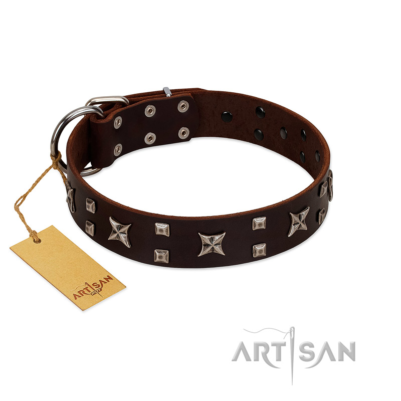 "Bigwig Woof" FDT Artisan Brown Leather Belgian Malinois Collar with Chrome Plated Stars and Square Studs
