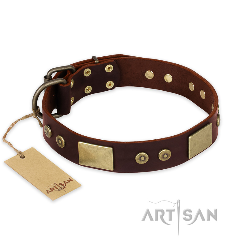 "Shining Armour" FDT Artisan Brown Leather Belgian Malinois Collar with Decorations