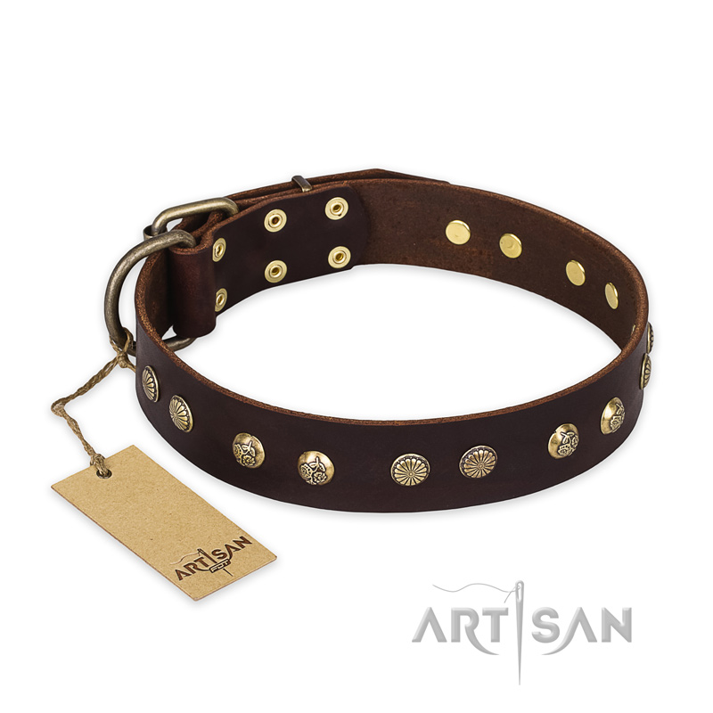 "Bronze Sheen" FDT Artisan Leather Belgian Malinois Collar with Brass-Plated Studs - Click Image to Close