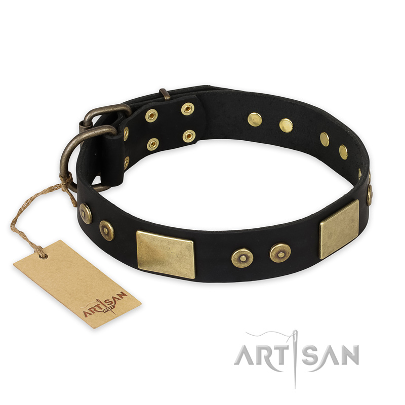 "Spanish night" FDT Artisan Fashionable Leather Walking Belgian Malinois Collar