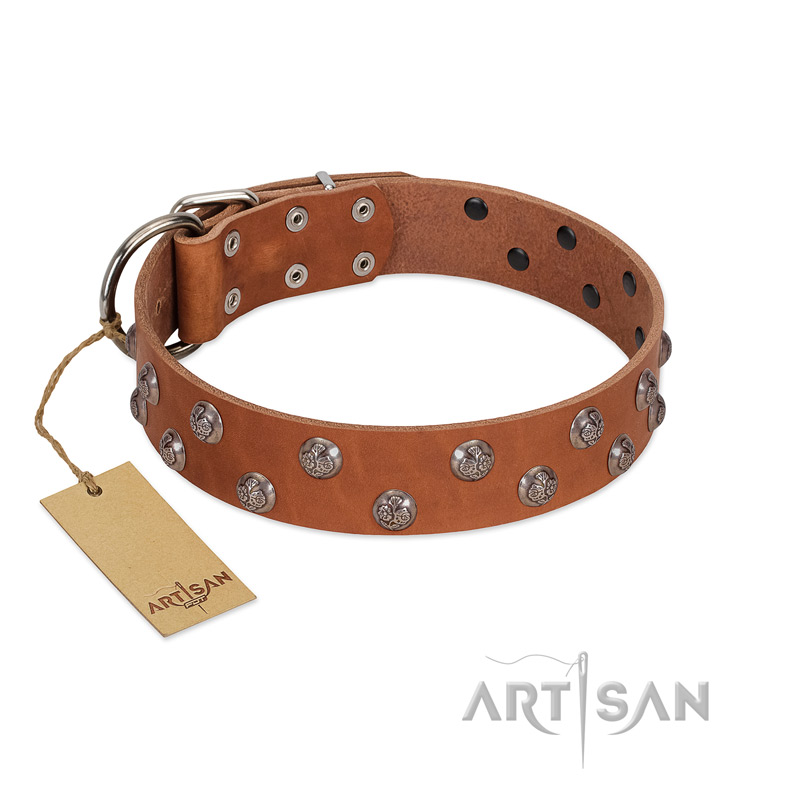 "Waltz of the Flowers" Handmade FDT Artisan Tan Leather Belgian Malinois Collar with Chrome-plated Engraved Studs