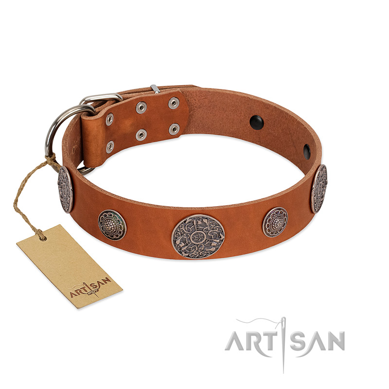 "Foxy Nature" FDT Artisan Tan Leather Belgian Malinois Collar with Chrome Plated Brooches