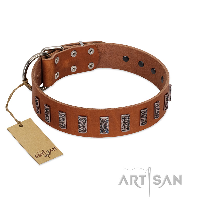 "Silver Century" Fashionable FDT Artisan Tan Leather Belgian Malinois Collar with Silver-Like Plates