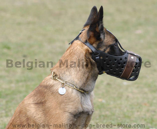 malinois dog training