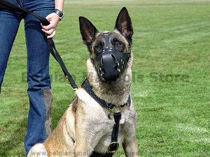 Luxury Handcrafted Leather Harness for Belgian Malinois