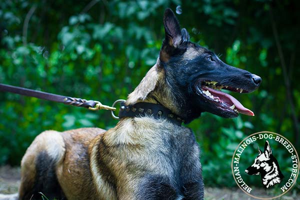 Belgian Malinois leather leash of classic design with brass plated hardware for basic training