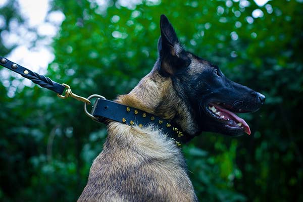 Belgian Malinois leather leash of genuine materials with handset adornment for daily activity