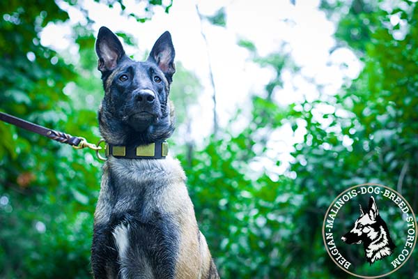 Belgian Malinois leather leash with braids with brass plated hardware for professional use