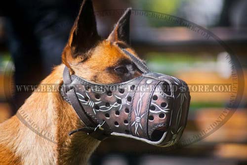 Painted Malinois Muzzle