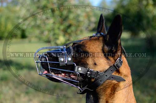 Walking Malinois Muzzle