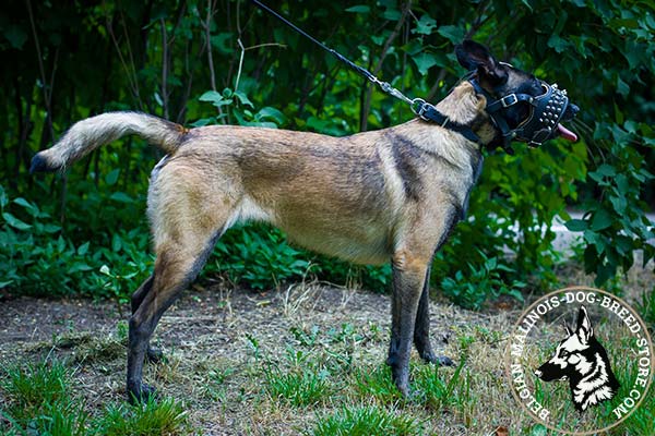 Belgian Malinois leather muzzle adjustable  with handset adornment for utmost comfort