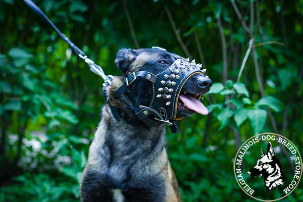 Belgian Malinois leather muzzle easy-to-adjust adorned with spikes and studs  for quality control