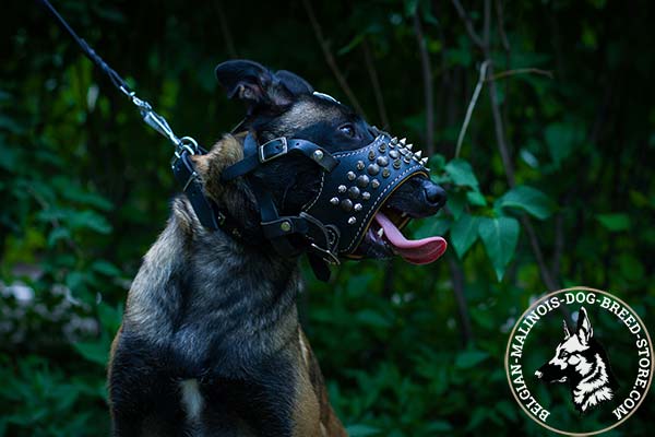 Belgian Malinois leather muzzle snugly fitted with handset decoration for daily activity