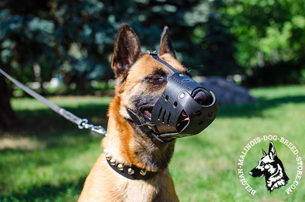 Belgian Malinois leather muzzle snugly fitted with nickel plated hardware for perfect control