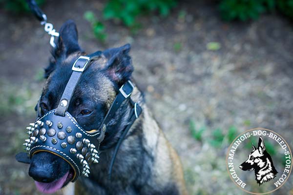 Belgian Malinois leather muzzle snugly fitted decorated with spikes and studs  for any activity