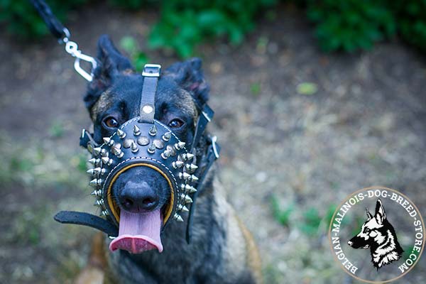 Belgian Malinois leather muzzle free breathing with nickel plated hardware for stylish walks