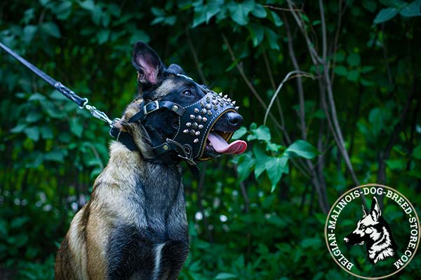 Belgian Malinois leather muzzle for snug fit nickel plated fittings for safe walking