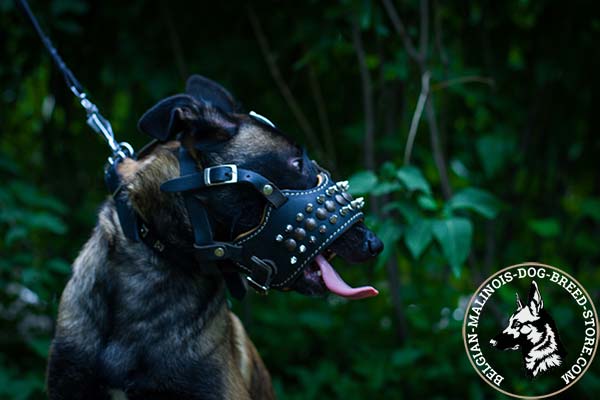 Belgian Malinois leather muzzle adjustable  with nickel plated fittings for walking in style