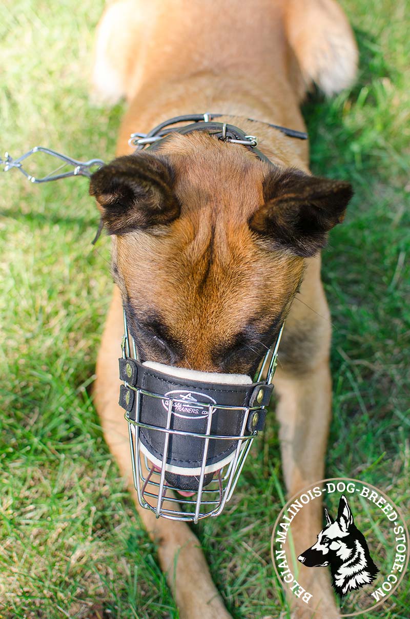 Get Belgian Malinois Wire Cage Muzzle